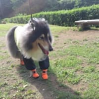 5月なのに谷戸山公園🙋