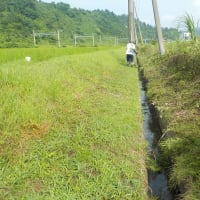 酷暑の中の共同草刈り