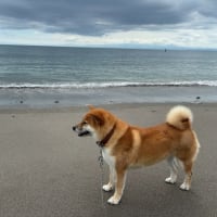 海岸がきれいな秋谷海岸でお散歩