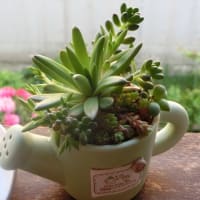 多肉植物