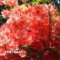 「蝦夷山躑躅の花が咲きました」　MY　GARDEN　2024.05.19日撮影