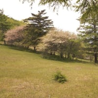 入笠山　３６０度の大パノラマ