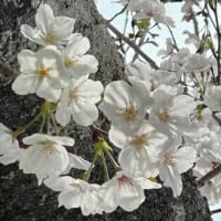 桜　満開