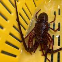 今からこんなに暑くては…