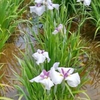 小岩菖蒲園