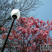 花寒なれど激熱