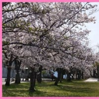桜がきれいです