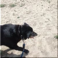 グミの実を食べた 犬の散歩