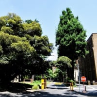 東京大学 ハチ公像