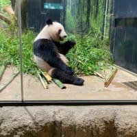 上野動物園で。
