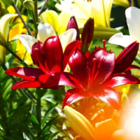 歩く姿はユリの花？