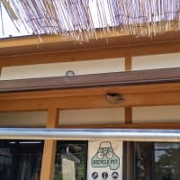 巣立ちは近いぞ君たちは〜のツバメの子たち