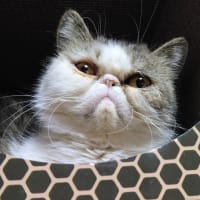 ネコと断捨離
