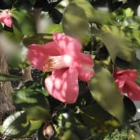春の訪れ✨　庭のお花も見頃をむかえました✨
