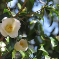 宇治市植物公園でお花見！Part.2～椿・つばき・ツバキ