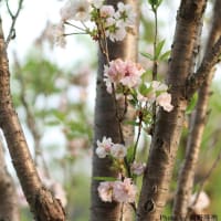 「天の川/あまのがわ×5枚。」