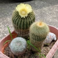 縁起物①