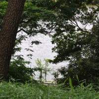 多摩川台公園あじさい園　　水生植物園の睡蓮が一面咲く　　　　９
