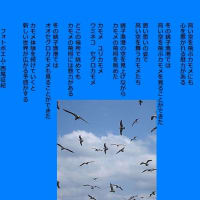 銚子漁港のカモメ