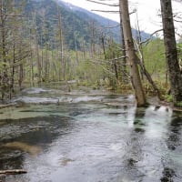 上高地　梓川右岸散策　１１