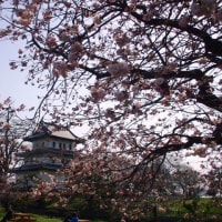 函館・江差・松前の桜10景を訪ねる：