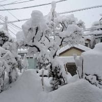 冬の庭（２）　１２月の大雪