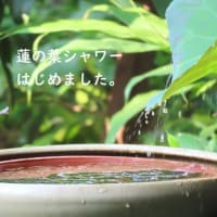 蓮の葉シャワーはじめました
