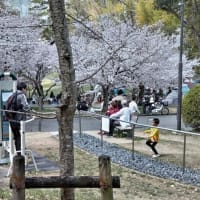 桜さくら　お見事◎