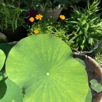芒種（葡萄、イチジク、ブルーベリー、すだち、最後に蓮の様子）