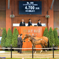 JRA競走に勝ったセール出身馬紹介(2025/6/14-15､18頭)