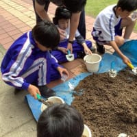 中学部　２年　理科「夏の花を植えよう」