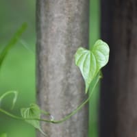 森の闇のハート。