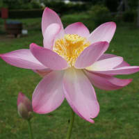 夏の花：大賀蓮