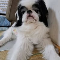 光くん、１２歳おめでとうね！