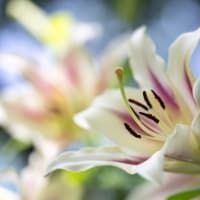  日比谷公園の百合（その2）