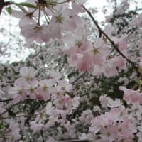 桜の散り方