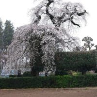 面野井しだれ一本桜