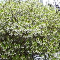 水戸で4月に見た白い木の花