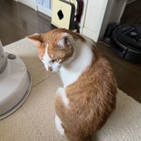 コロナをもらってしまいました