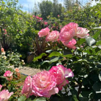『ベルサイユのバラ』とNIKI Garden Terraceのバラ