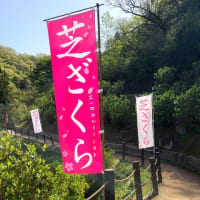 ヤマサ蒲鉾の芝桜の小道