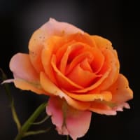 ご近所さんで薔薇の花（Ⅲ）