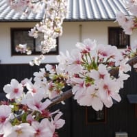 桜流しの前に