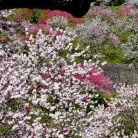 南信州の桃源郷 花桃の里