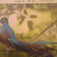 火の鳥のモデル　青い鳥ケツァール（写真）/ あさのあつこ赤旗インタビュー「グラウンドの空」連載終えて
