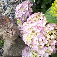 紫陽花と野良猫。