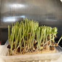豆苗観察日記。