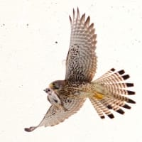 チョウゲンボウ雌・雄から受け取った雀を咥えて飛び出し・ワンショット高速連射