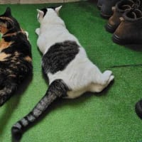 涼しいを通り越して寒い～(＠_＠;)
