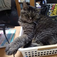 お猫さまと言われる